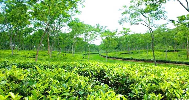 চা বাগান&comma; বাঁশখালী